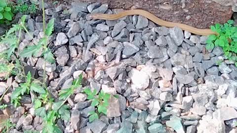 Snake found nera home .. poisonous snake.