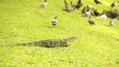 Monitor lizard hunting pigeons in park super slow motion