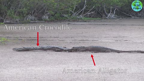 American Crocodile: One of the largest reptiles in the Americas