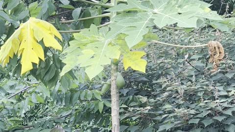 During the trip, I found a papaya tree and it started to bear papaya.