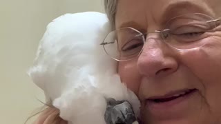Cockatoo knows how to apologize