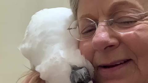 Cockatoo knows how to apologize