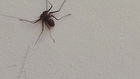 Crazy looking spider in Costa Rica