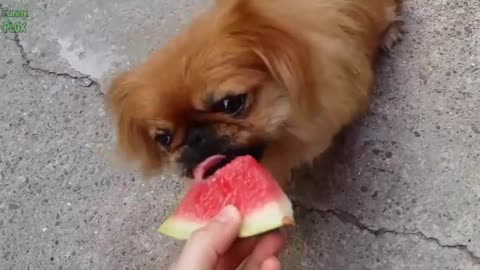 Watermelon loving dog