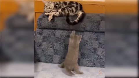 😸 🐈 😂 🤣 Cats Doing Funny Things, Try Not to Laugh 😸 🐈 😂 🤣
