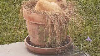 Gato En Siesta