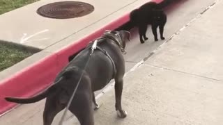 Dog gets intimimidated by Cat 🙀