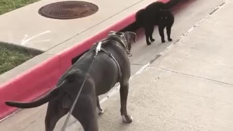 Dog gets intimimidated by Cat 🙀