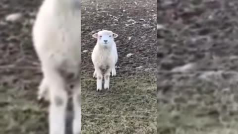 so cute lamb