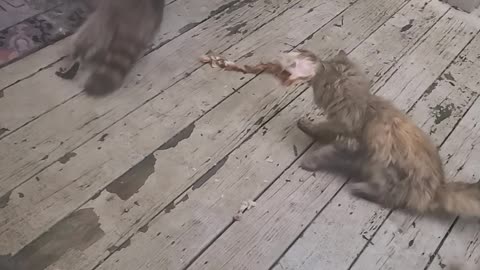 Raccoon Nabs Yummy Leftovers from Cat