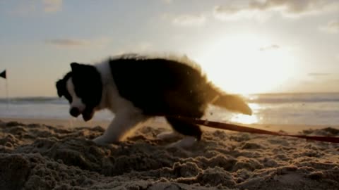 Cute Puppy playing with wide ribbon