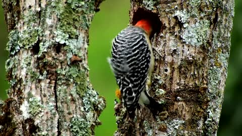 Fauna bird carpenter woodpecker - what he is trying to do