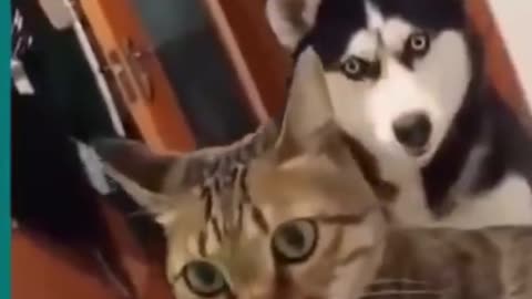 Cats and dogs fighting very funny