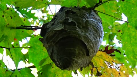 Wasp Nest