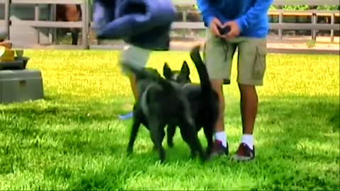 TEACHING DOG TO GUARD PEOPLE AND OBJECTS