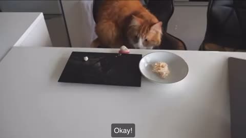 Sushi for Cats And self made🐈🍣