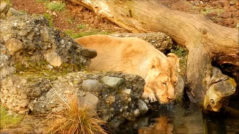 Lion Drink Big Cat Zoo /Animal Nature