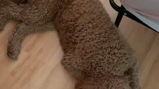 Changing sheets - with three labradoodles