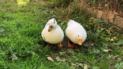 Our Pet White Call Duck Quacking, Quacking!