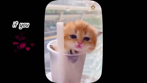 Cutest baby kittens 😍 big compilation of best beautiful cats of the world -