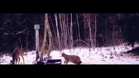 Wild cats playing in the snow