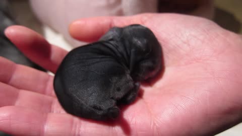 Precious Newborn Bunny Takes A Nap In Owner's Hand