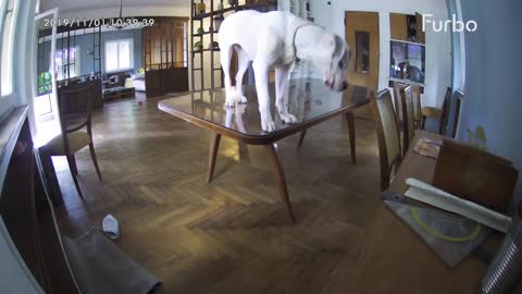 Glass table shattered under dog while home alone