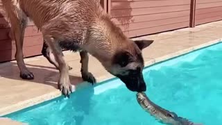 Maligator meets Alligator 🐊