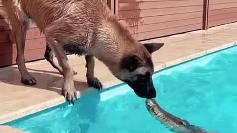 Maligator meets Alligator 🐊