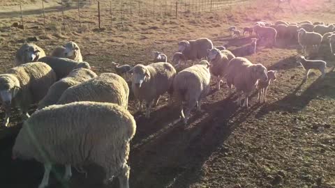 Dormer Sheep Farming