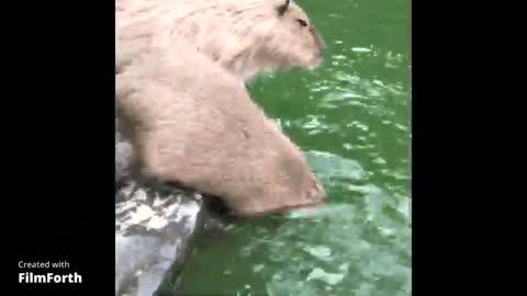 Ok I Pull Up Capybara