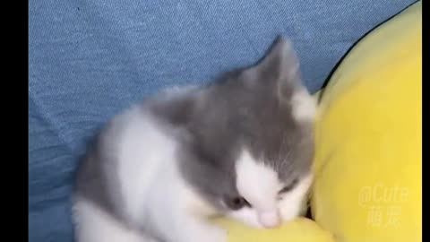 Little cat eating Ice Cream