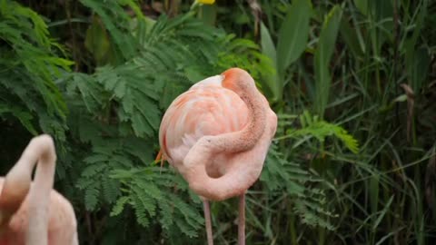 Female Flamingo Freshen Up