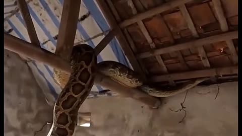 See the largest snake in the world