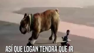 El único bulldog patinador que está a punto de romper un récord Guinness