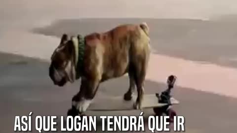 El único bulldog patinador que está a punto de romper un récord Guinness