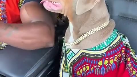 Very beautiful dog dance