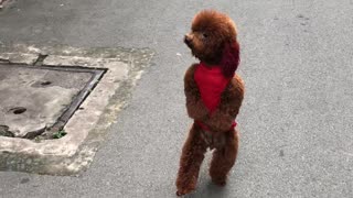 Dog Goes for a Different Type of Run