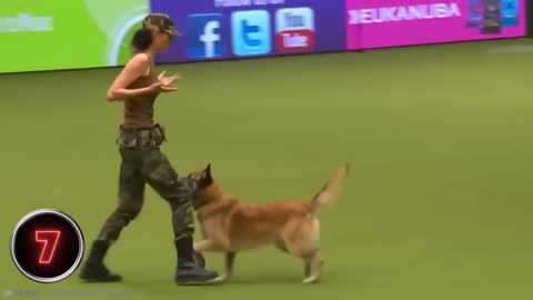 Top 10 Most trained dogs in the World | Animals