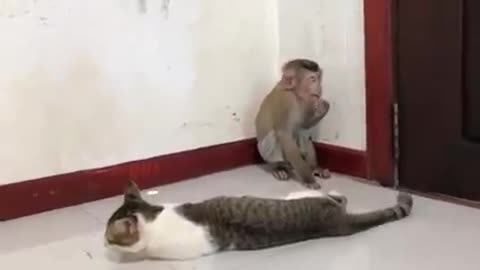 "A Naughty Monkey Teasing A Beautiful Cat "