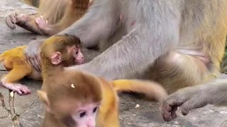 Newborn Baby monkey cute animals 34