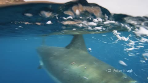 2018 Great White Shark Cage Diving Guadalupe Island