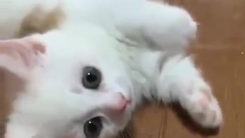 Cutest Adorable Kitten Funny scene