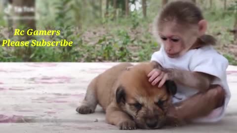 Cute befrieds love monkey and dog