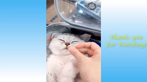 Funny And Cute Cat'S Life (Part 1) Cats And Owners Are The Best Friends Videos