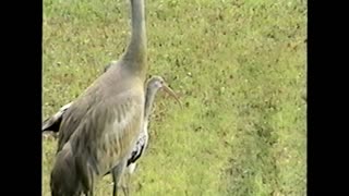 Three Cranes Scare Alligator Back Into Water