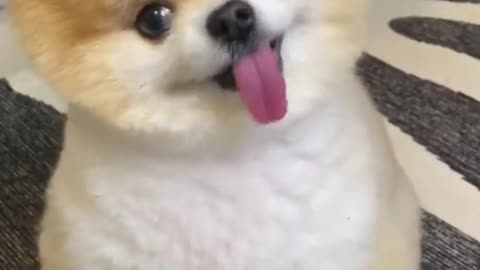 CUTE DOG