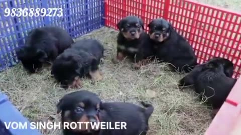 Pure Quality Rottweiler Dog Puppy_ Rottweiler Puppy for sell