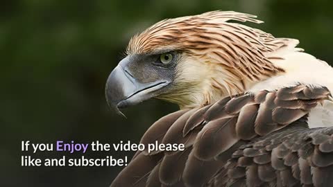 The Philippine Eagle || Description, Characteristics and Facts!! 🦅