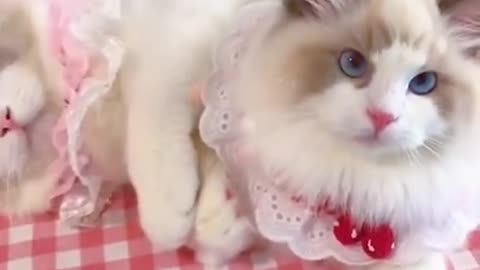 Aww cute cat videos funny